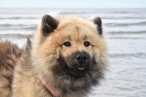 คลังภาพถ่ายฟรี ของ eurasier, การถ่ายภาพสัตว์, พอร์ตเทรตสัตว์