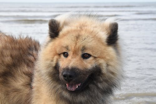 คลังภาพถ่ายฟรี ของ eurasier, พอร์ตเทรตสัตว์, ภาพสุนัข