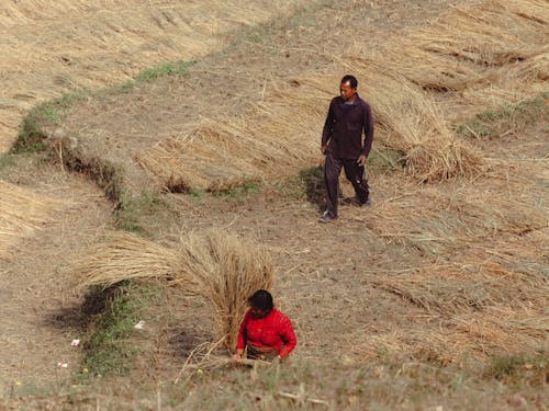 High Angle Shot of Farmers on a Cropland