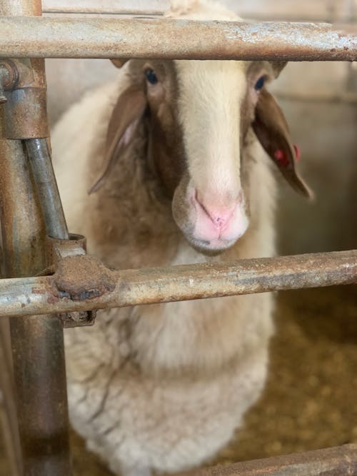 Fotos de stock gratuitas de ciencia animal, facultad de agricultura, investigación