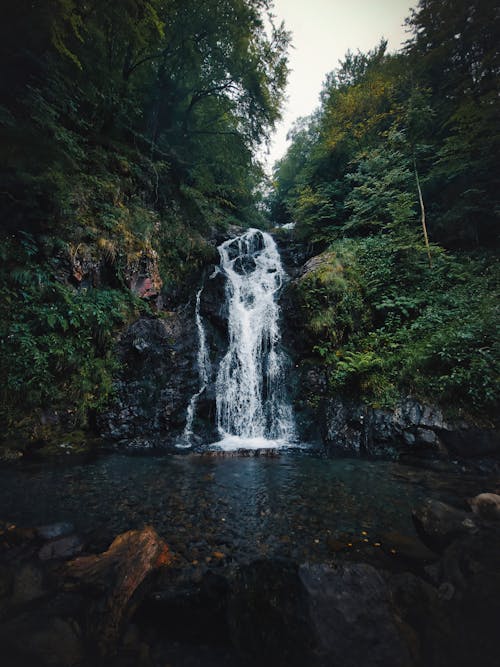 Waterfall Beside Forest Trees