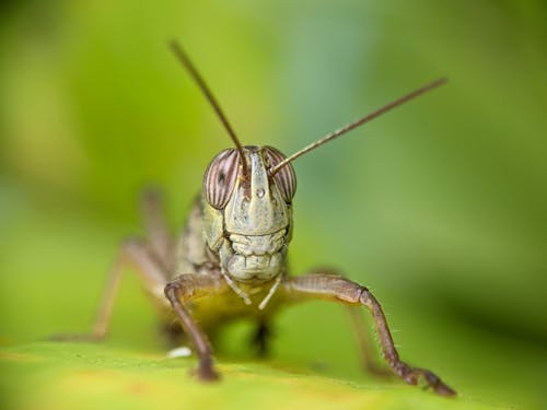 Kostenlos Kostenloses Stock Foto zu grashüpfer, insekt, insektenfotografie Stock-Foto