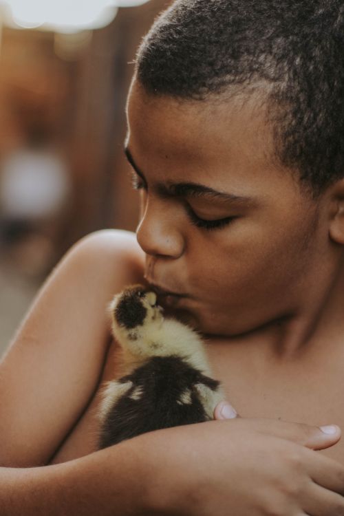 Free A young boy lovingly kisses a fluffy duckling, capturing a moment of tenderness. Stock Photo