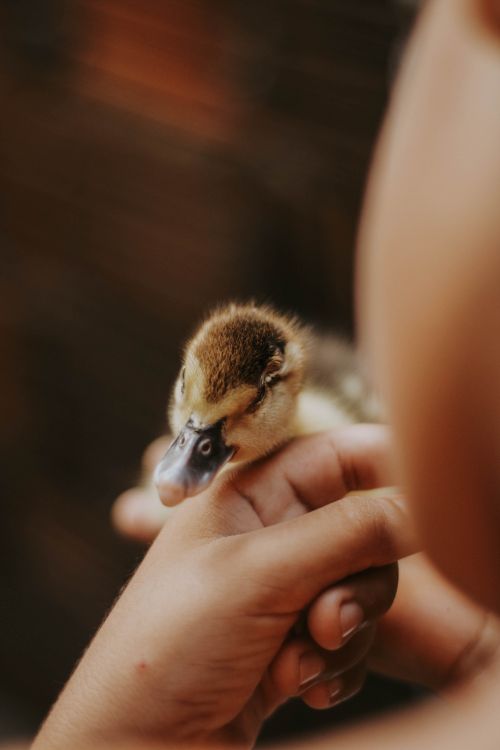 Free A close-up of a cute duckling being gently held by a person's hands, showcasing tenderness. Stock Photo