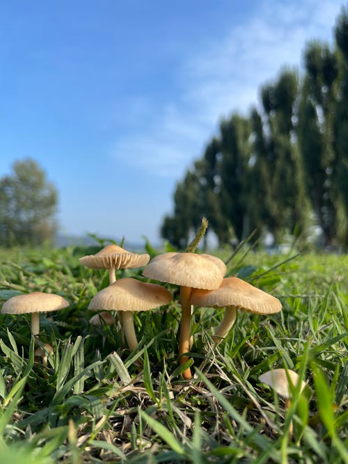 수직 쐈어, 야생 버섯, 초록 풀의 무료 스톡 사진