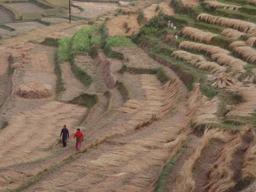 Free Two people walking through terraced fields in a rural countryside landscape. Stock Photo
