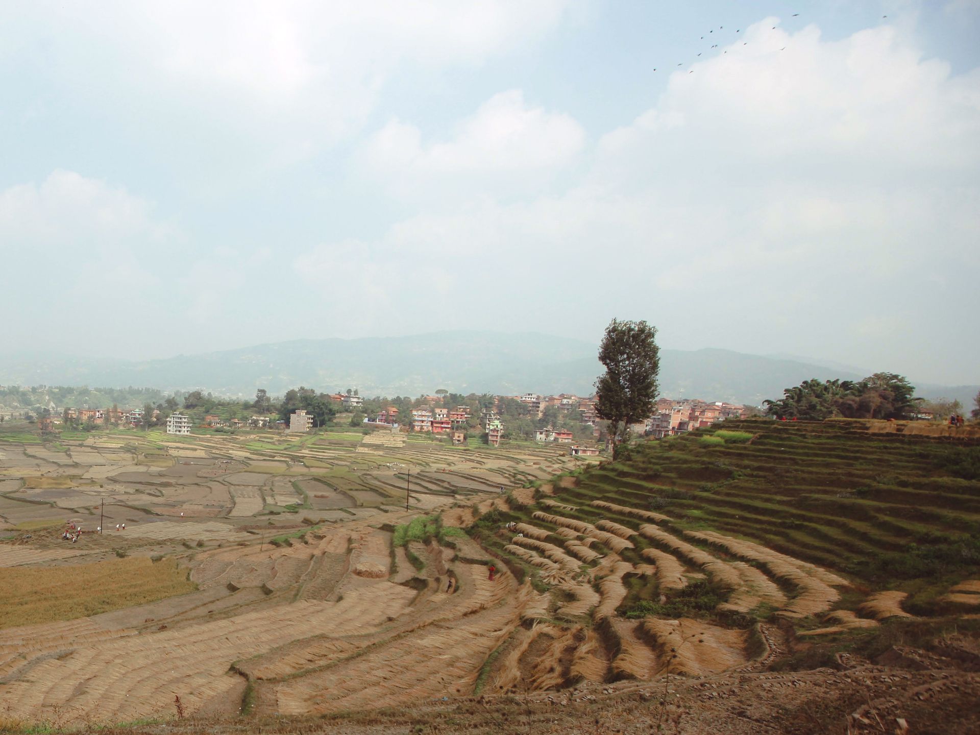 Rice terraces in Nepal
