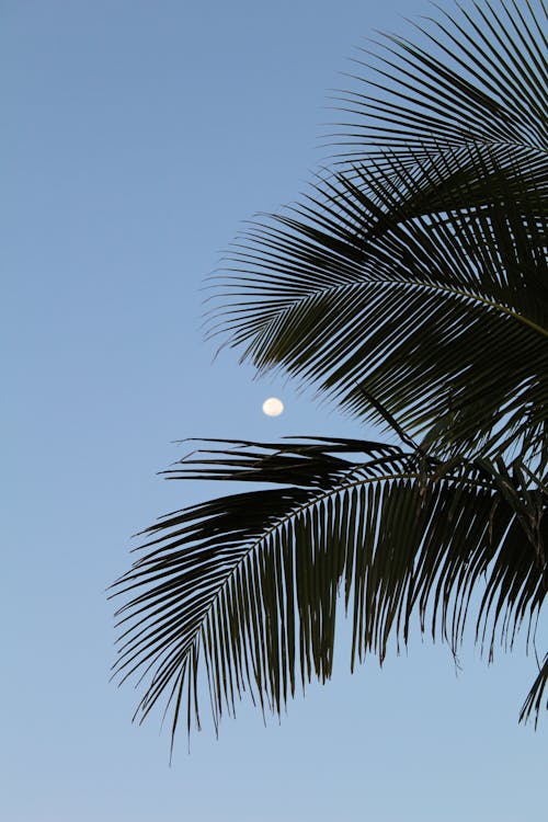 Palm Tree Leaves on the Background of a Blue Sky with a Full Moon 