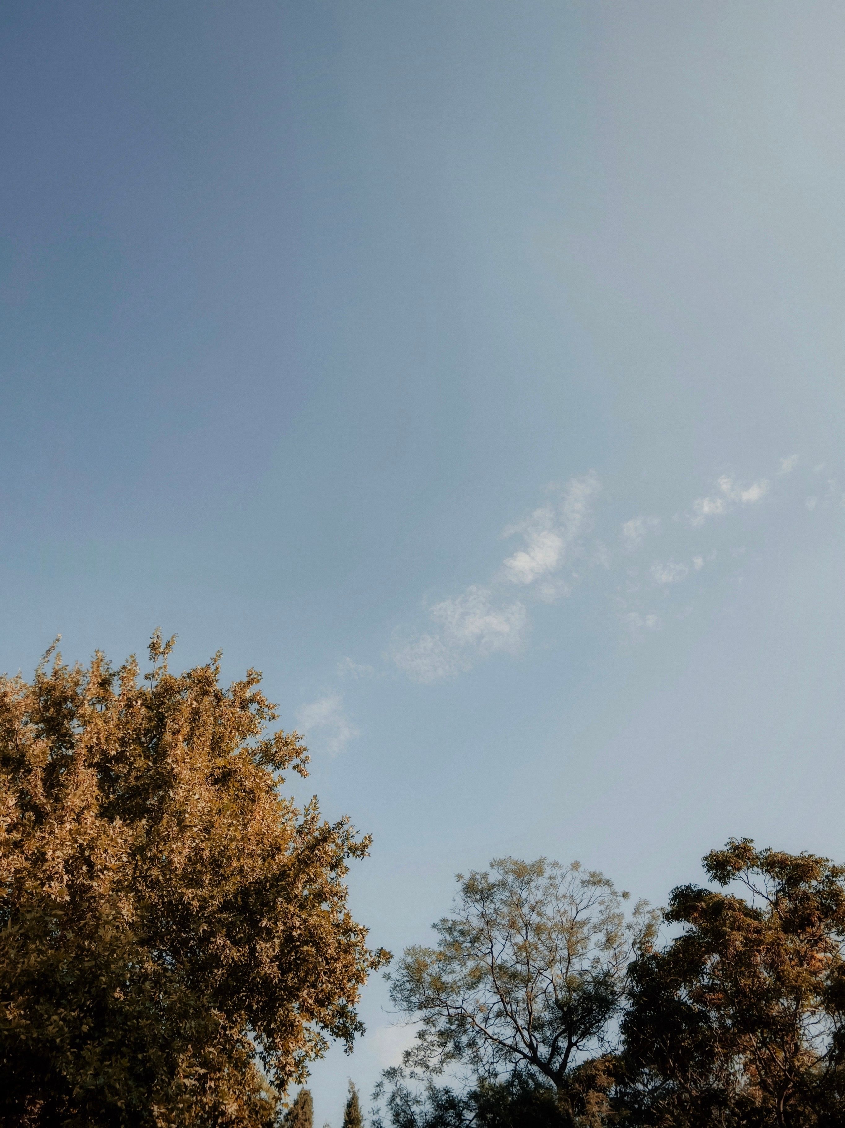 Green Trees Under Blue Sky · Free Stock Photo