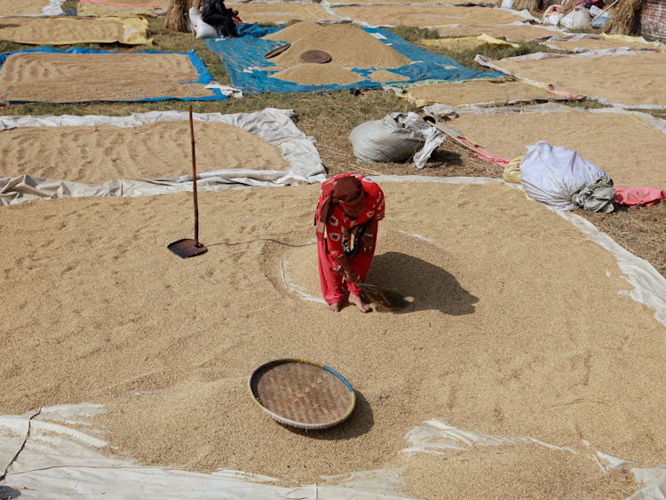 Woman Working On Drying Rice Grains