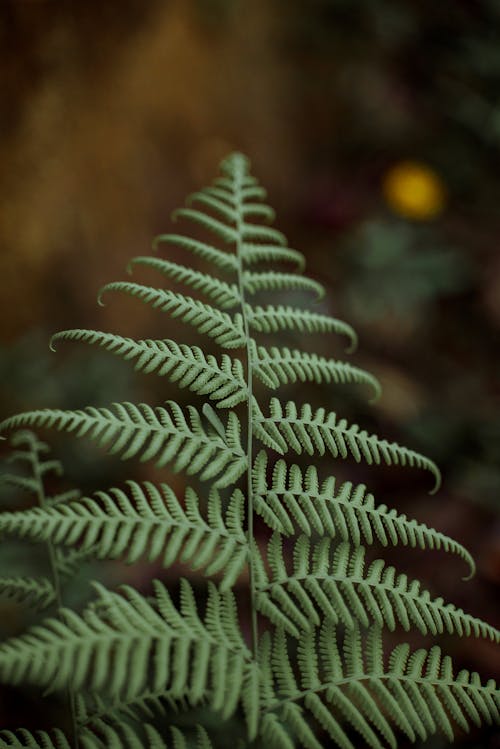 Close-Up Shot of Green Fern Leaves 