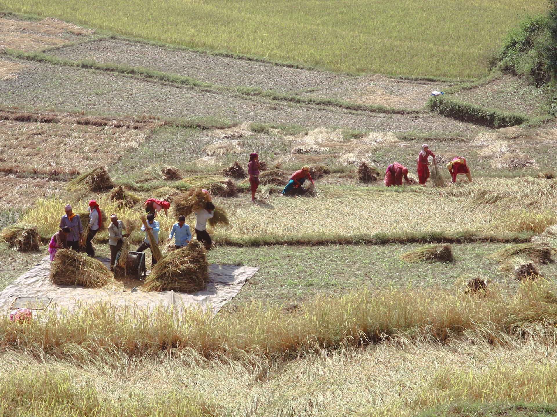 A group of farmers working in a field during harvest season, capturing rural life and agriculture.