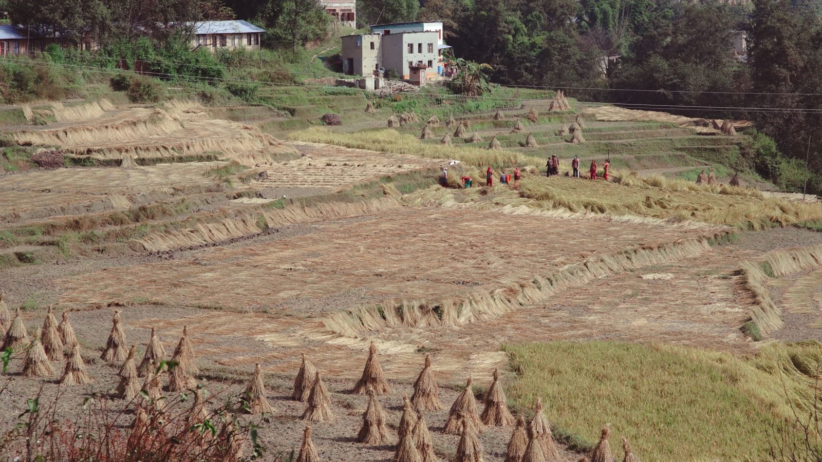 A scenic aerial view of terraced rice fields with farmers at work in Nepal, showcasing traditional agriculture.