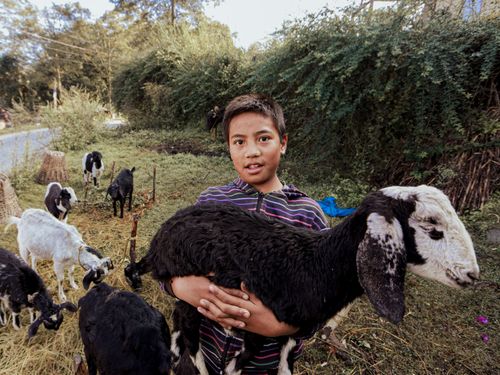 Free Boy carrying a sheep with other grazing livestock in a rural landscape. Stock Photo