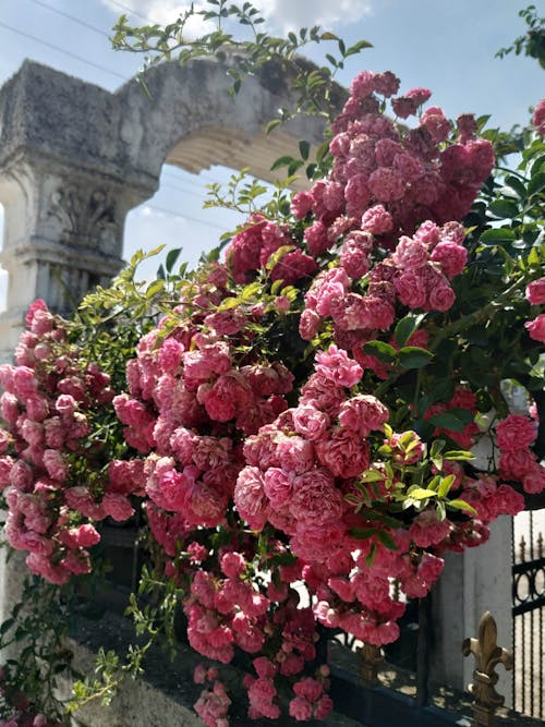 Безкоштовне стокове фото на тему «вертикальні постріл, квітуча рослина, красиві квіти»