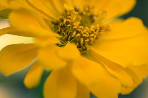 Foto profissional grátis de amarelo, botânico, flor