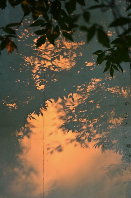 Tranquil shadows of leaves on a wall during a serene sunset, creating artistic silhouettes.