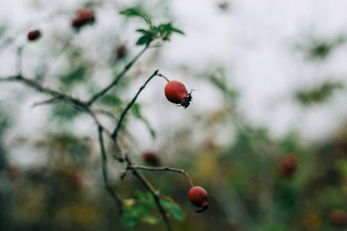 Foto profissional grátis de arbusto de rosas, aumento, bagas