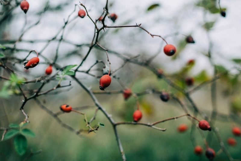 Hawthorn Berry