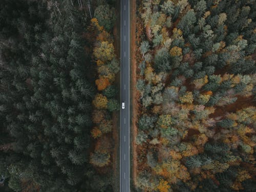 Aerial Photography of Asphalt Road between Autumn Trees in the Forest