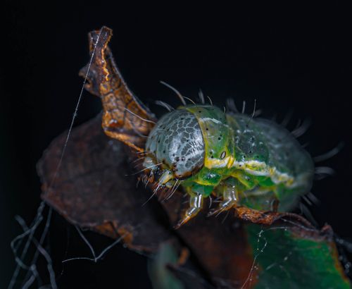 Free Detailed macro shot of a green caterpillar resting on a brown leaf in the dark. Stock Photo