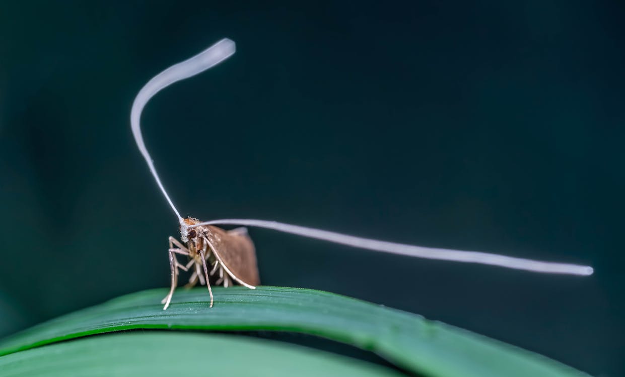 Caddisfly with Large Antenna