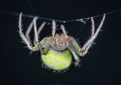 Close-Up Shot of a Spider on a Web