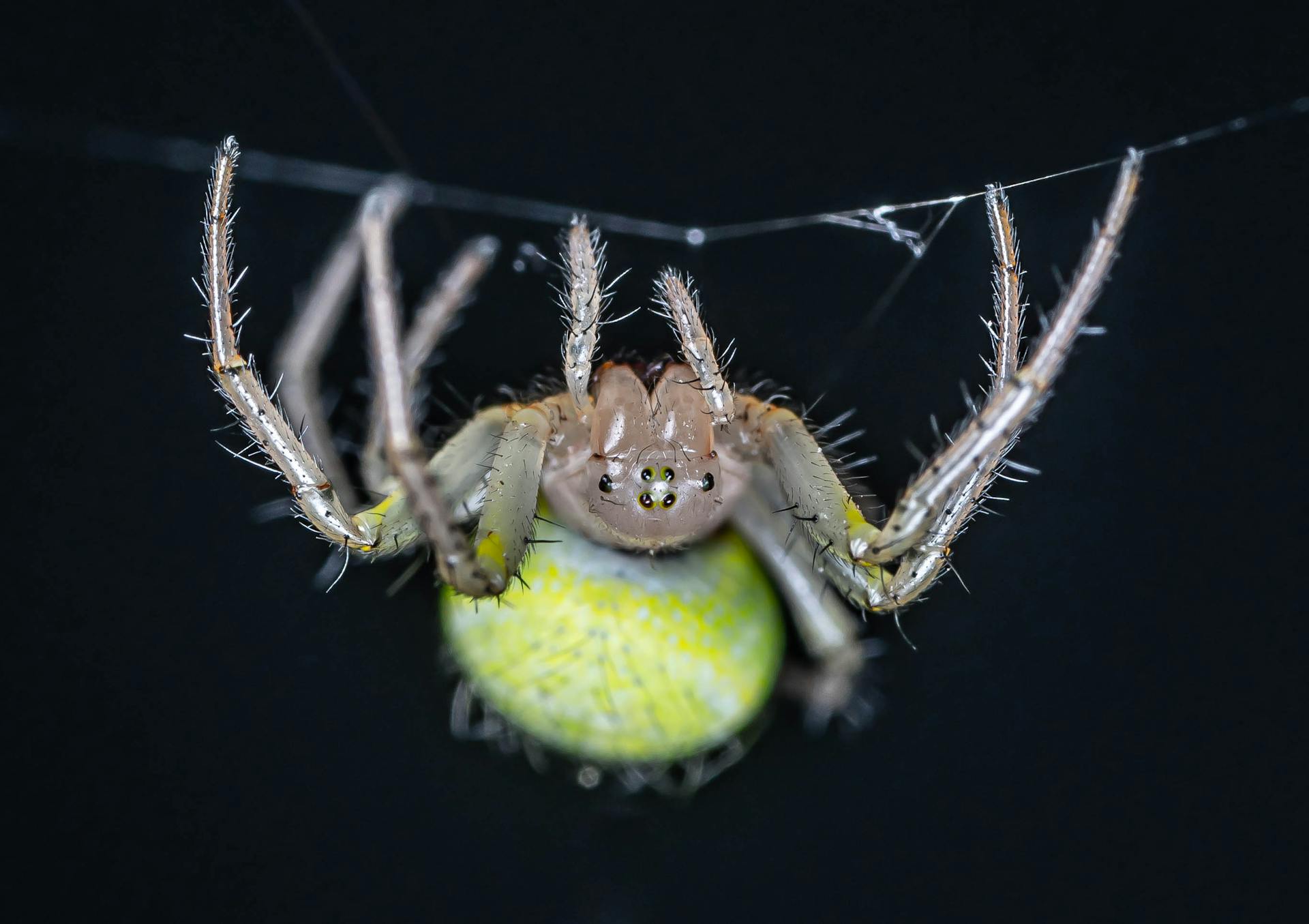 Detailed macro shot of a spider hanging upside down in its intricate web.