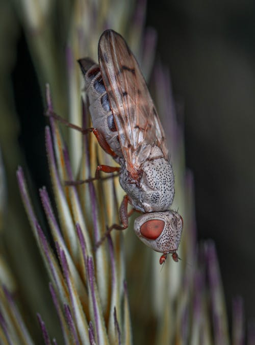 Close up of Fly