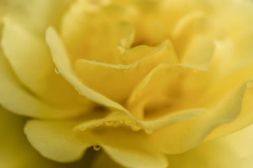Бесплатное стоковое фото с желтый, желтый цветок, лепестки