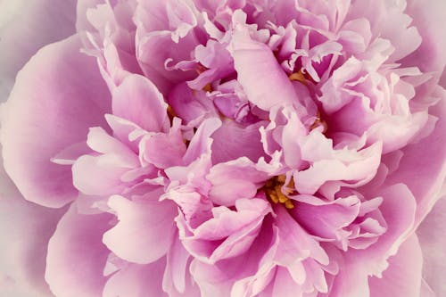 Foto profissional grátis de flor, flor cor-de-rosa, jardim