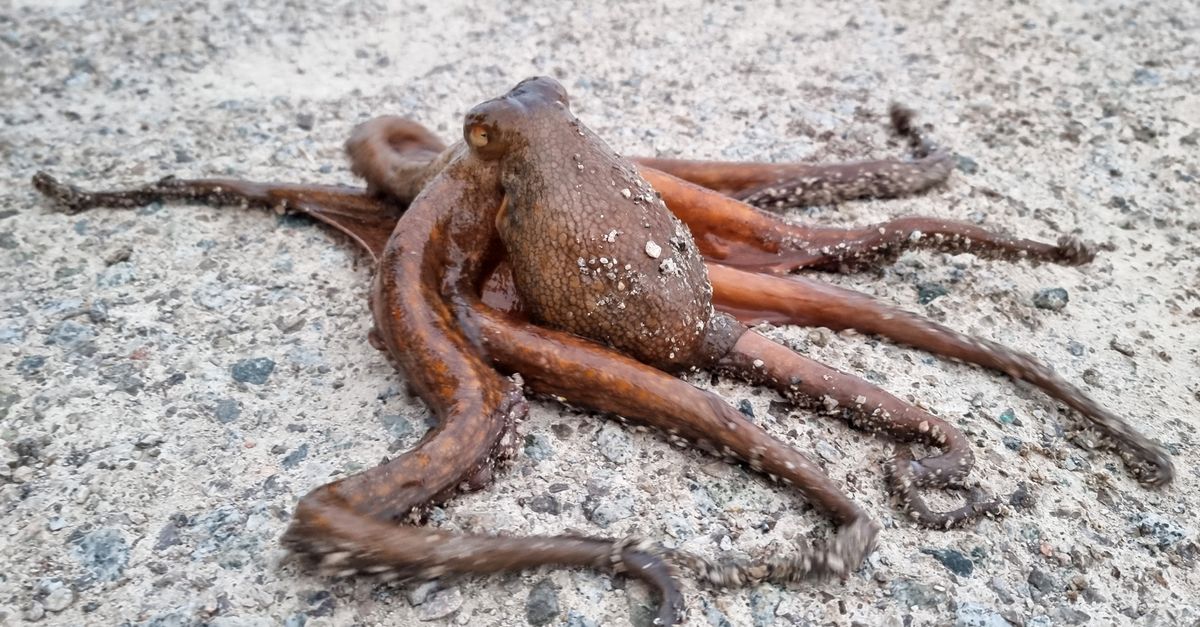 A close-up of a common octopus (Octopus vulgaris) on the sandy shoreline in Barcelona.