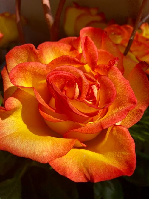 Free Close-up of a vibrant yellow and orange rose in full bloom with detailed petals. Stock Photo