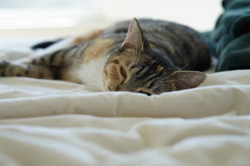 Tabby Cat Lying on White Blanket