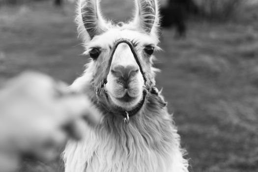 Grayscale Photo of Llama