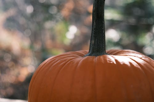 Ingyenes stockfotó halloween, narancs, tök témában