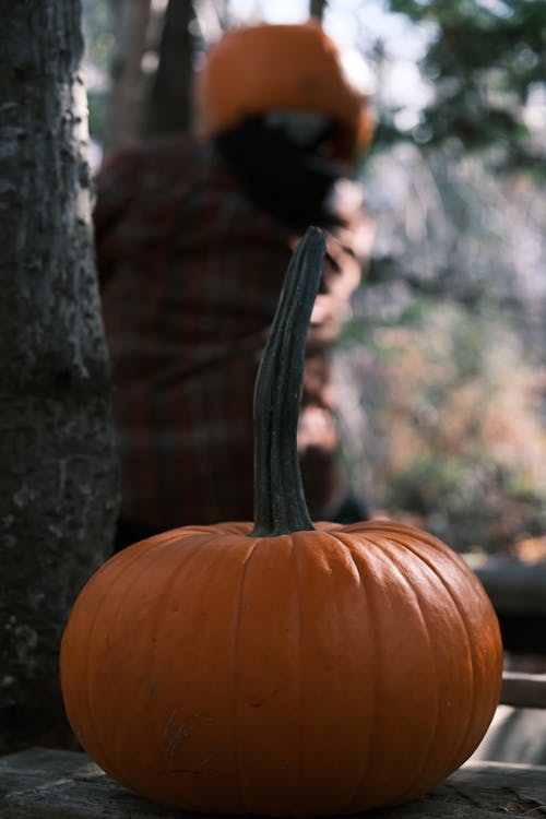 Ingyenes stockfotó halloween, narancs, tök témában