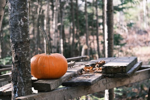 Ingyenes stockfotó halloween, narancs, tök témában