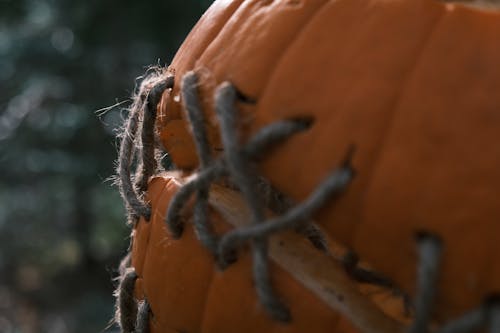 Ingyenes stockfotó halloween, narancs, tök témában