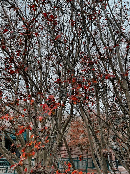 Photos gratuites de arbres, arbres d'automne, automne