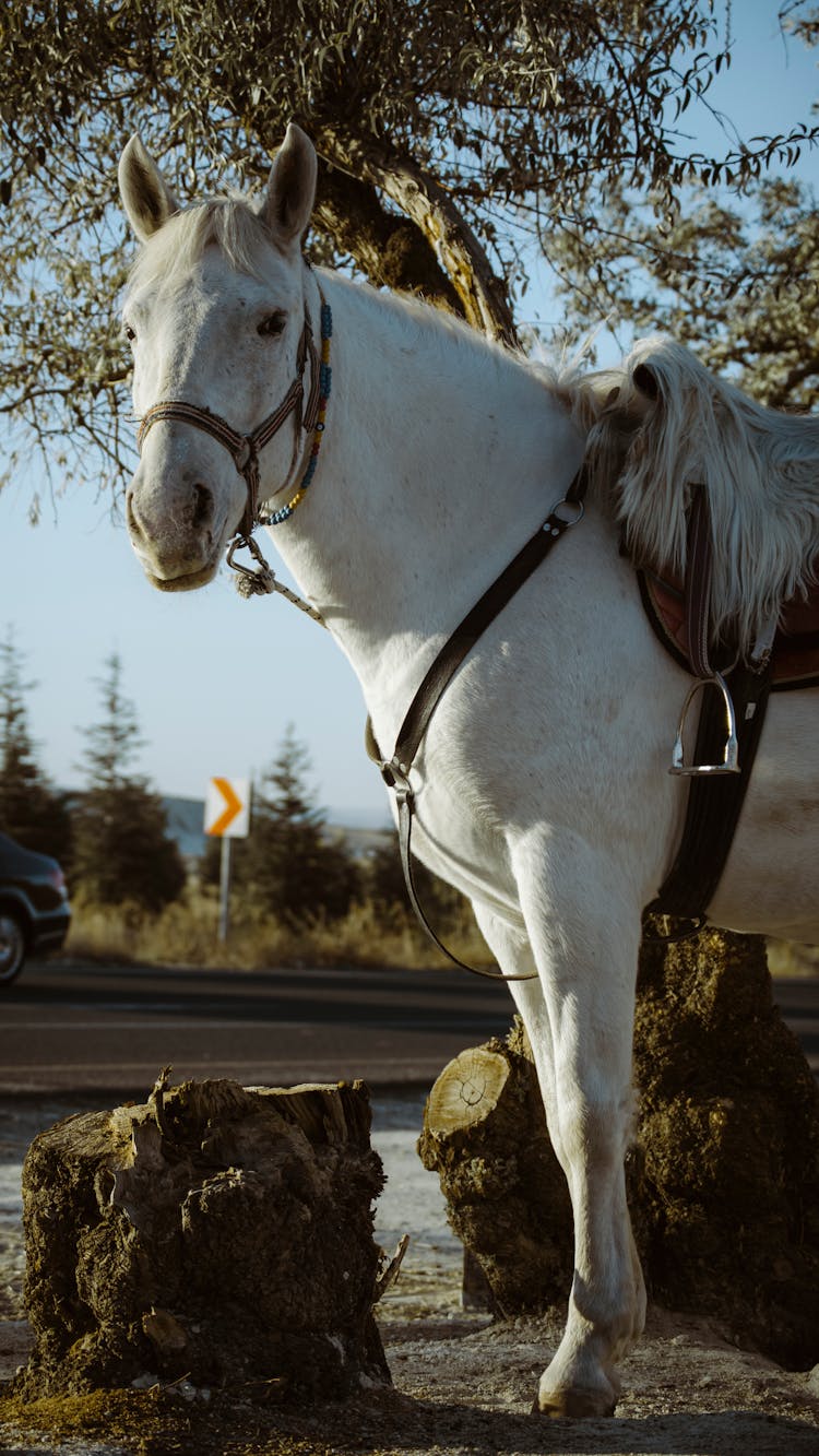 A White Horse Under The Tree