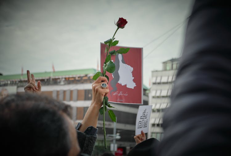 A Person Raising A Red Rose 