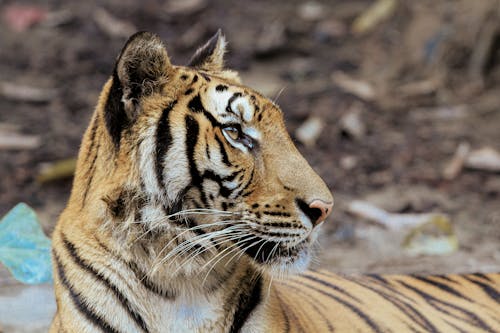 Photograph of a Tiger