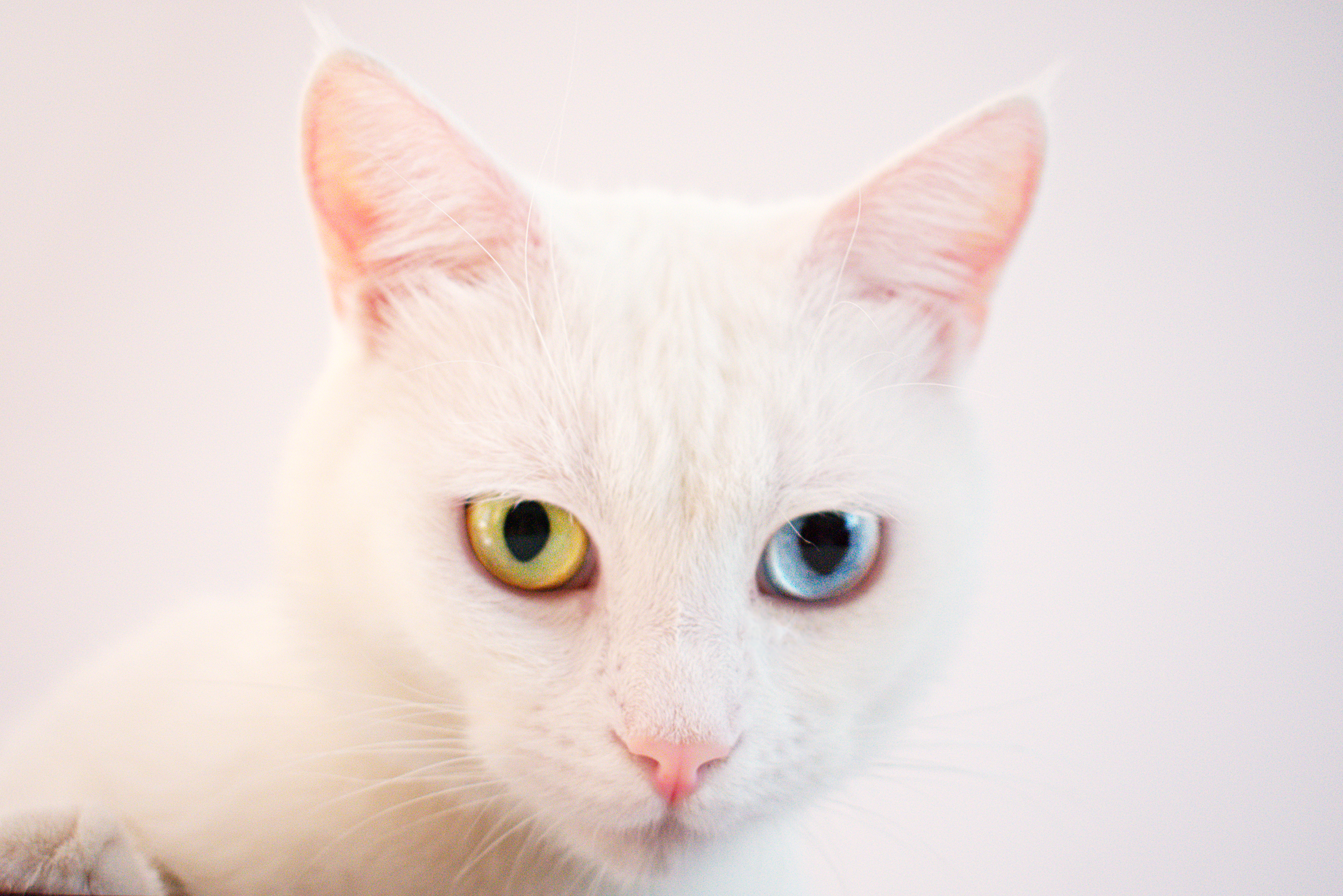 Nahaufnahme Fotografie Der Kurzpelzigen Wei en Katze Kostenloses nahaufnahme-fotografie-der-kurzpelzigen-wei-en-katze-kostenloses