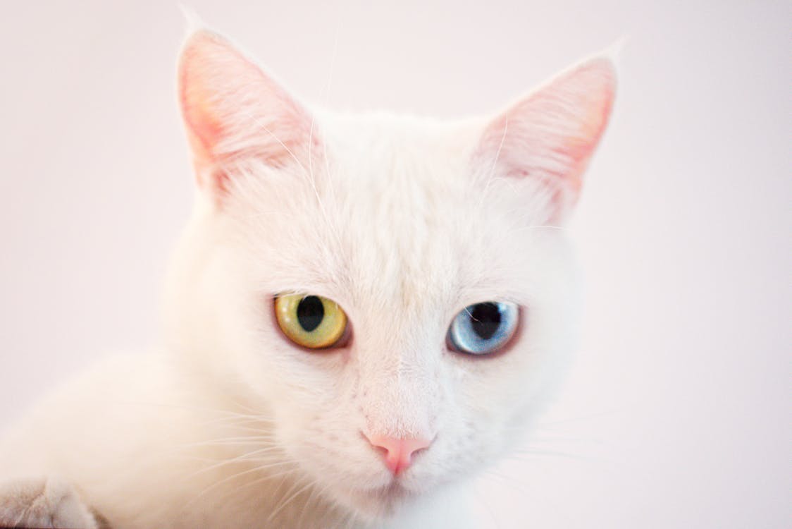 Close-up Photography of Short-furred White Cat
