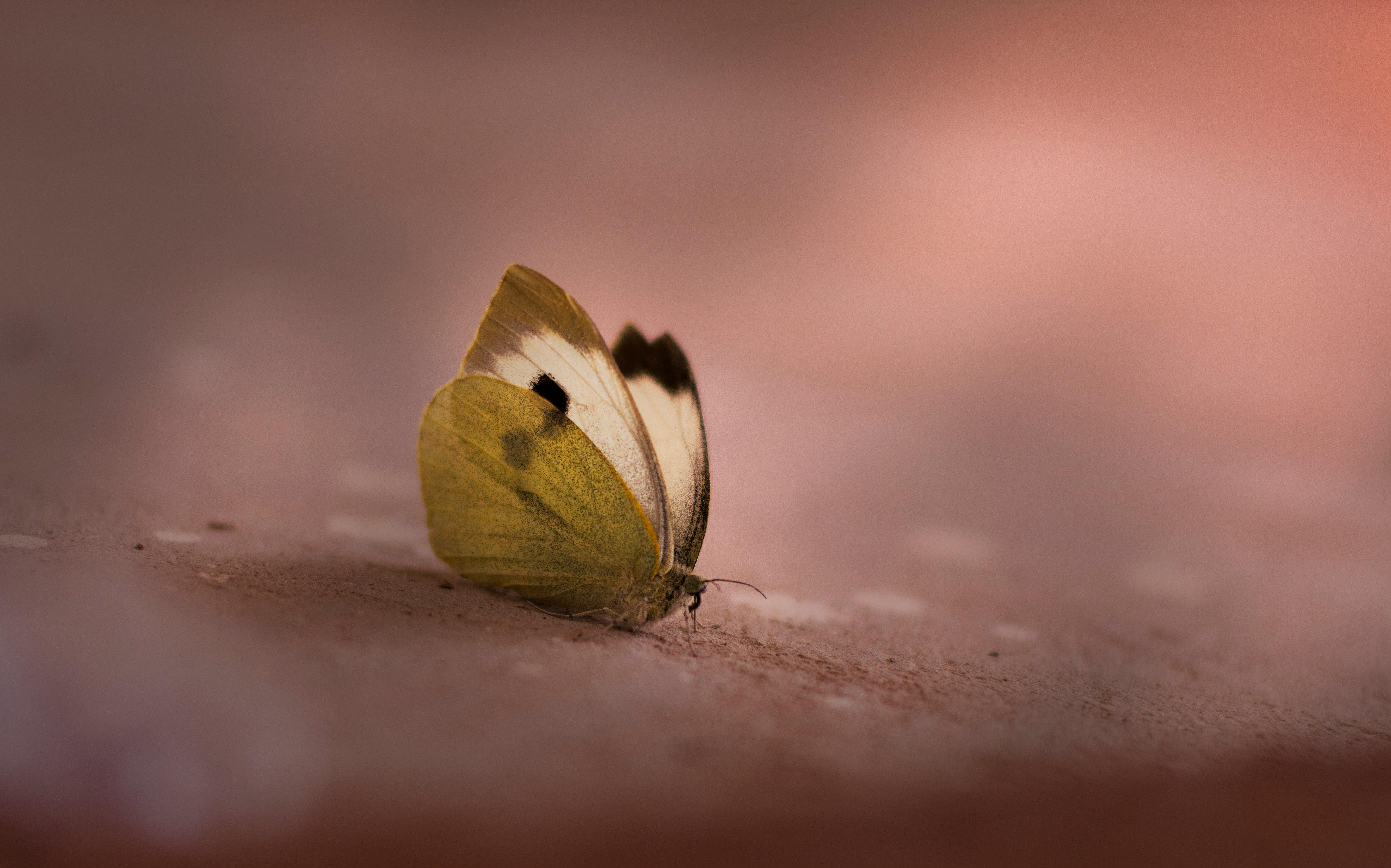 selective focus photography of butterfly on brown surface