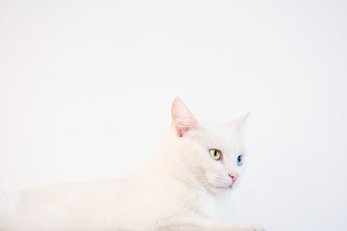 Kucing Mata Ganjil Putih Berbaring Di Permukaan Putih