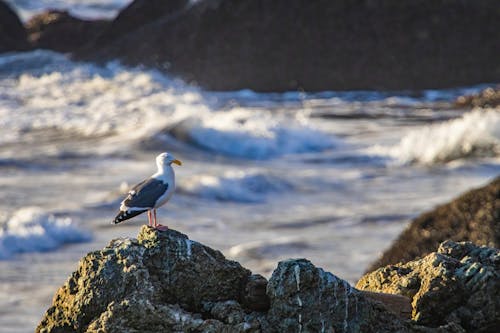 Gratis stockfoto met aviaire, beest, meeuw