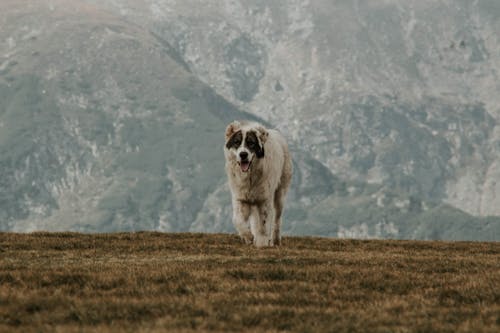 Dog Standing on Grass Field With a View of Mountain