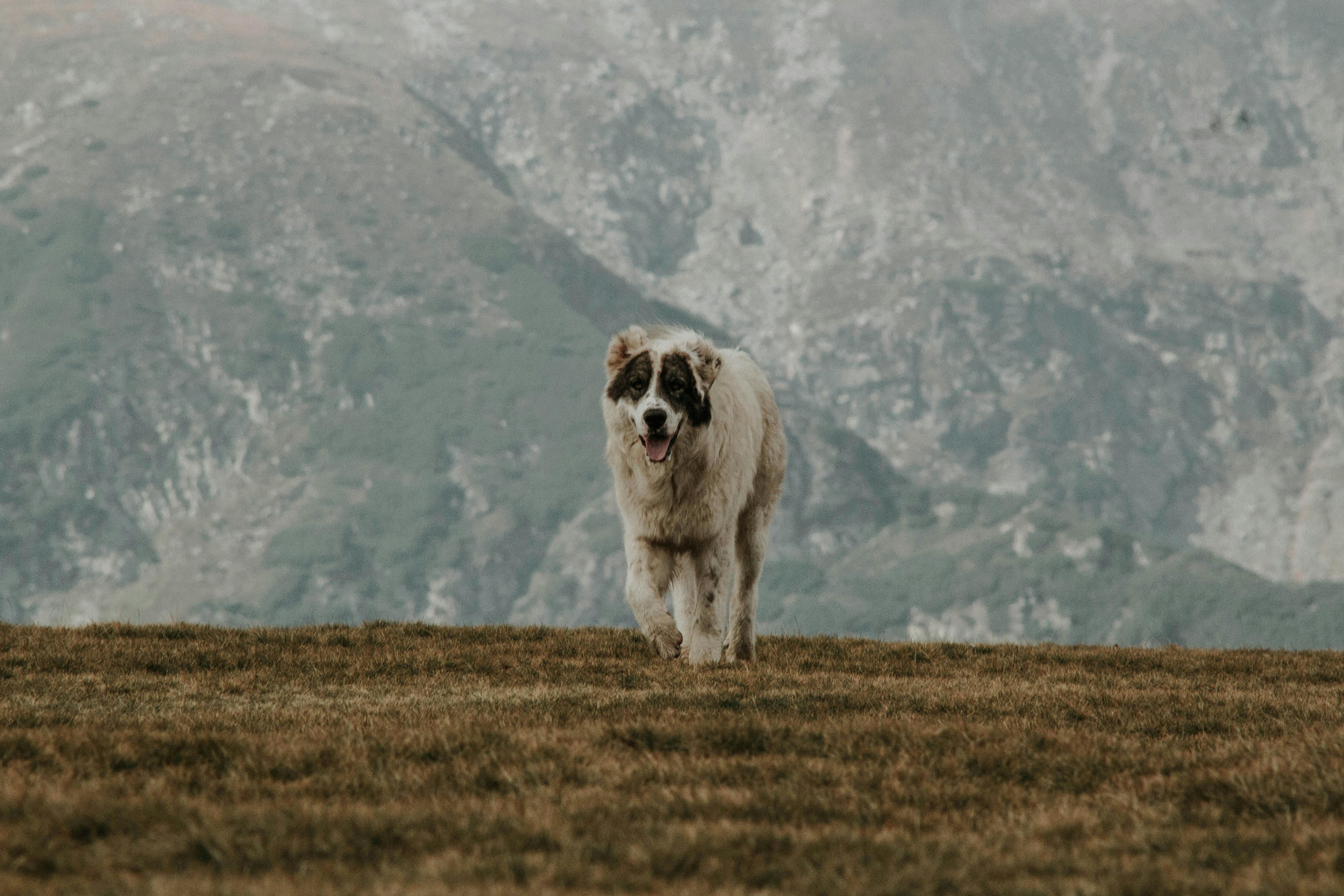 Dog Standing on Grass Field With a View of Mountain